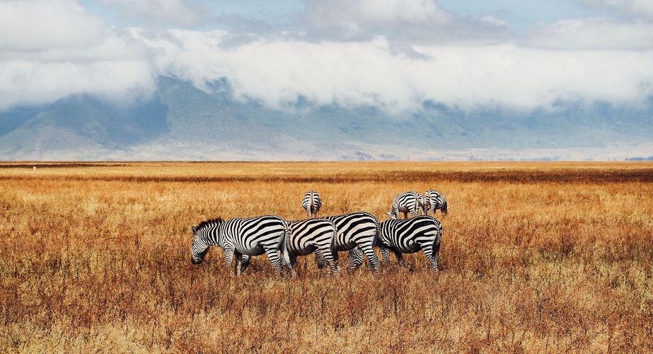 Zebra Ngorongoro crater Tanzania